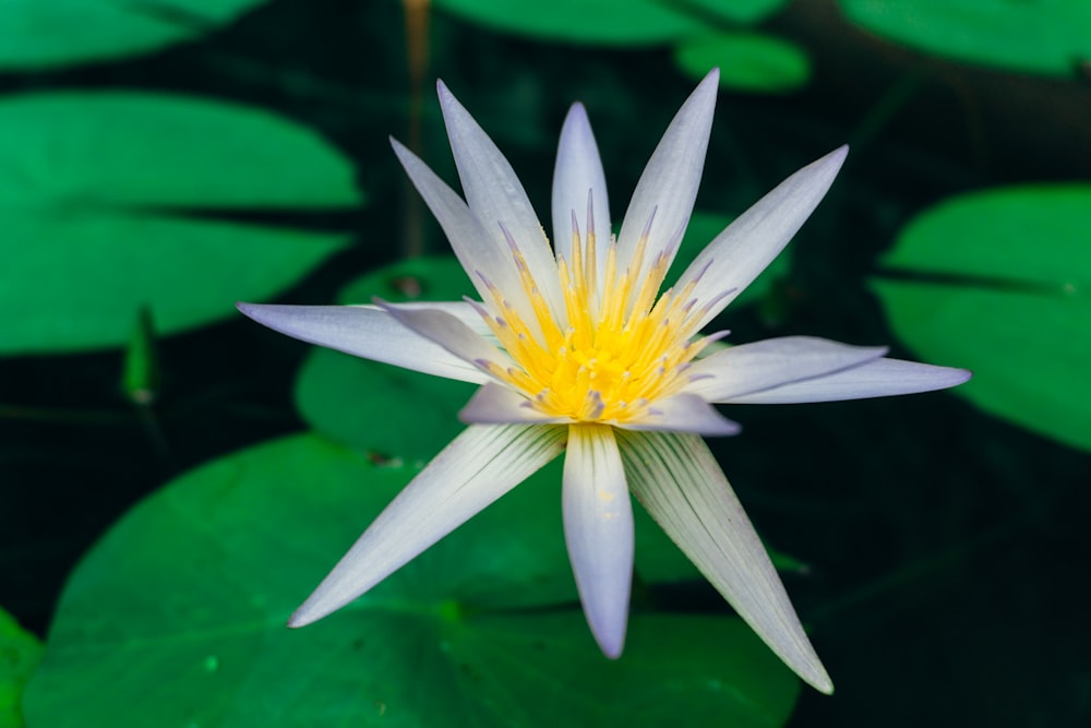 a white and yellow water lily in a pond