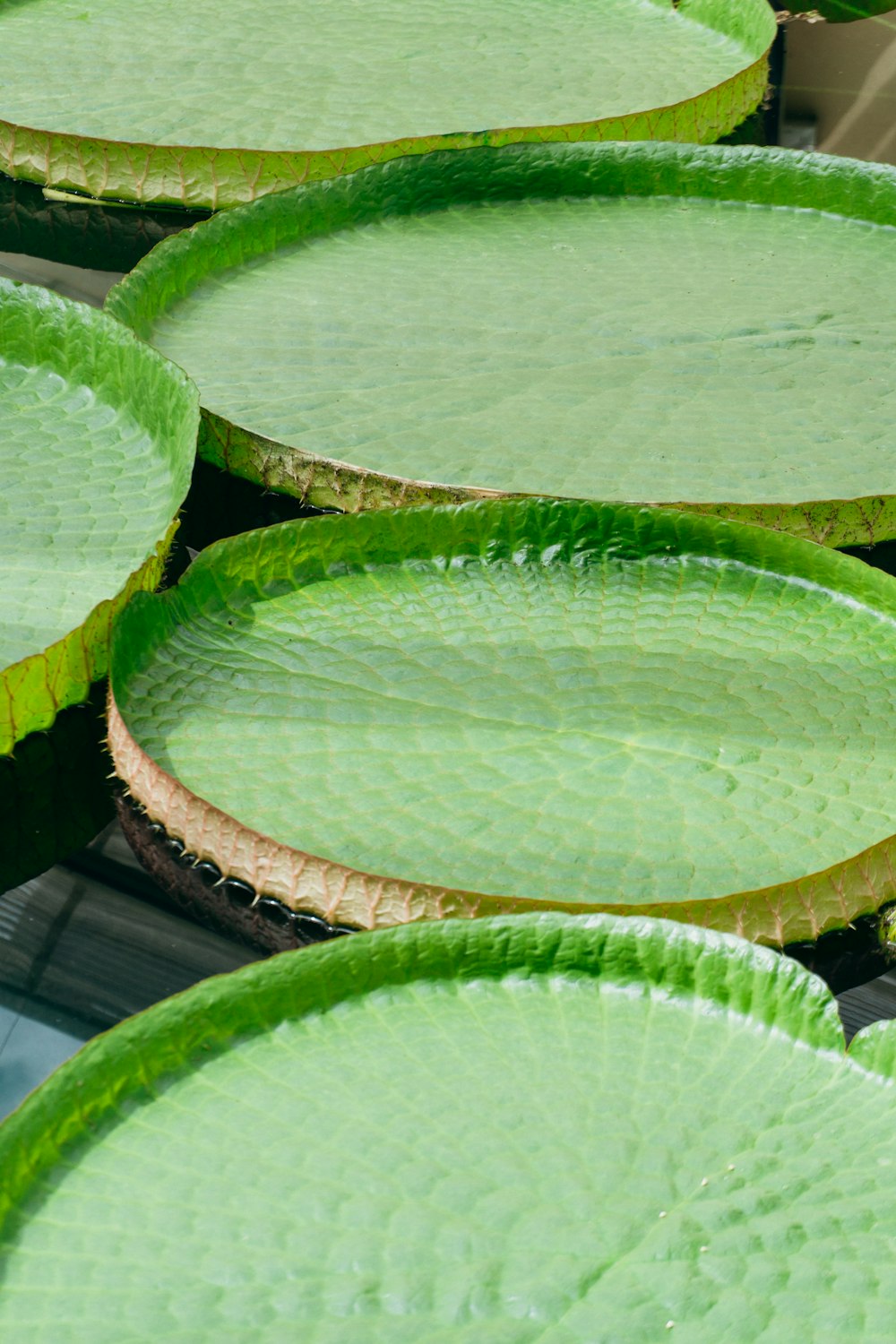 a group of green leaves floating on top of water