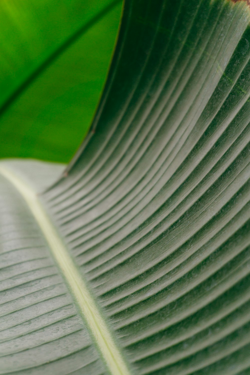 a close up of a large green leaf