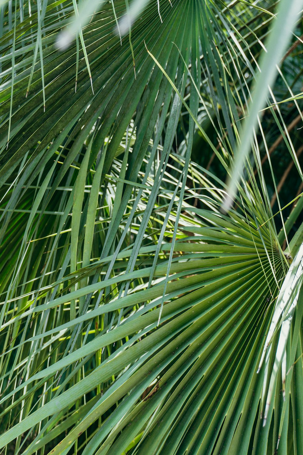 a close up of a palm tree with green leaves