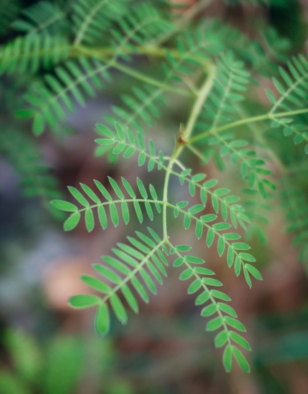 a close up of a green leaf on a tree