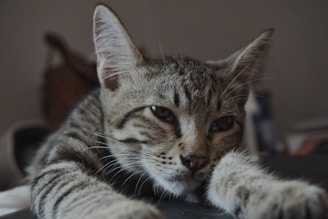 a close up of a cat laying on a table