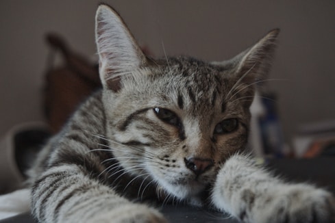 a close up of a cat laying on a table