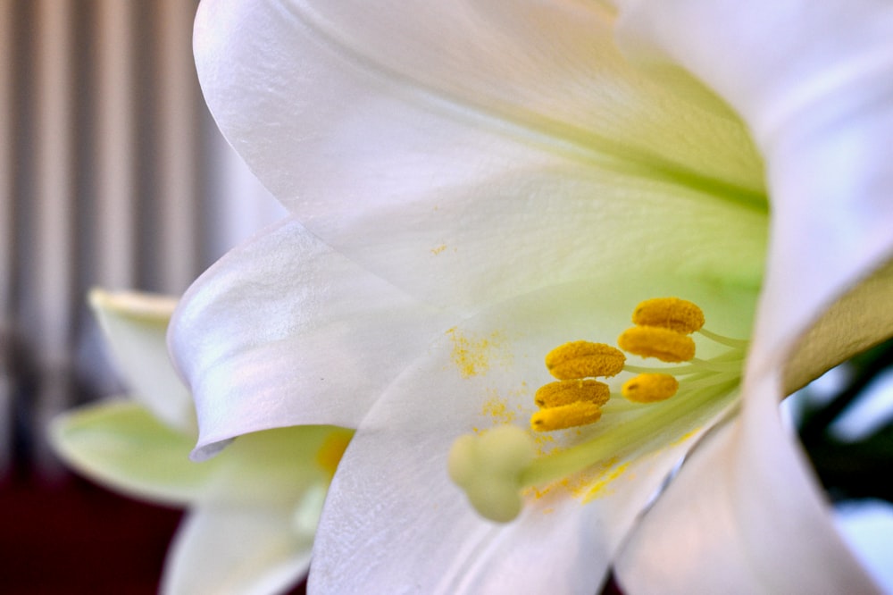 a close up of a white flower with yellow stamen