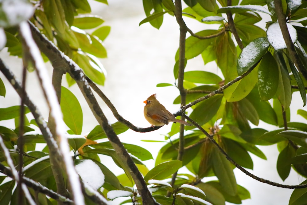 a small bird perched on a branch of a tree