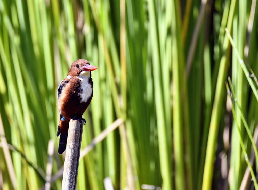a small bird perched on top of a wooden stick