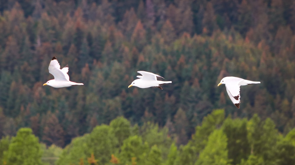 three white birds flying over a forest filled with trees