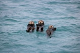a group of sea otters swimming in the ocean