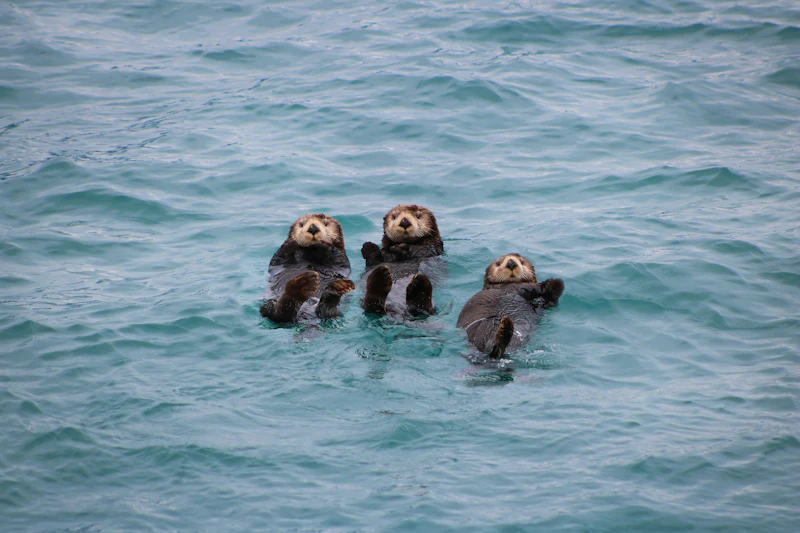 Sea Otter (Enhydra lutris)