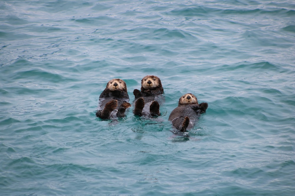 a group of sea otters swimming in the ocean