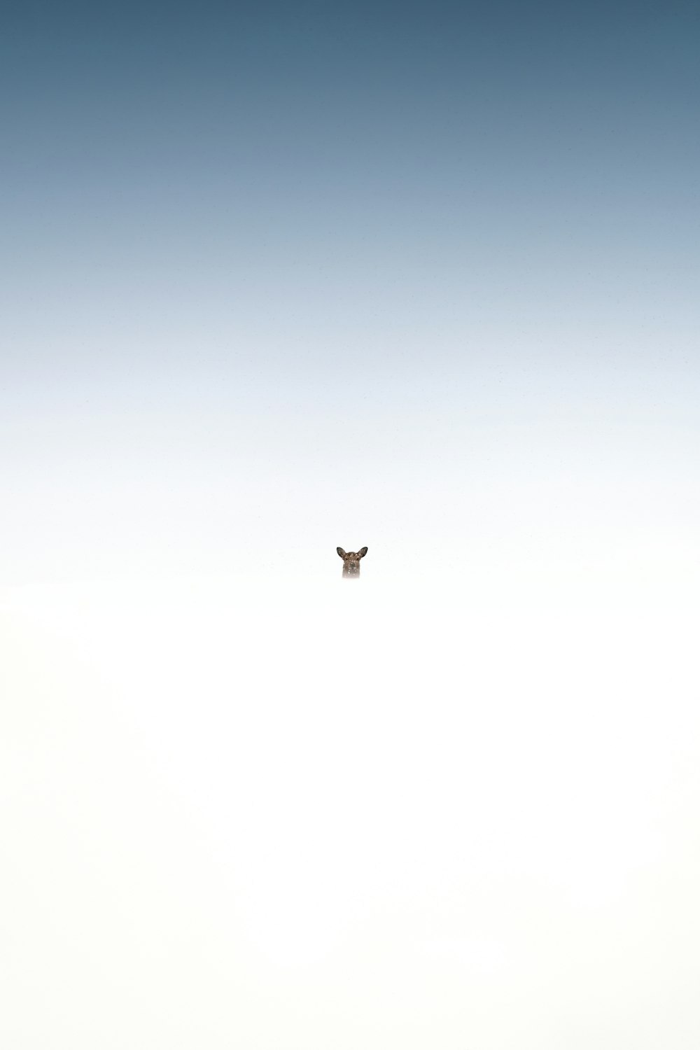 a cow standing in the middle of a foggy field