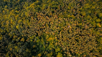 an aerial view of a forest with lots of trees