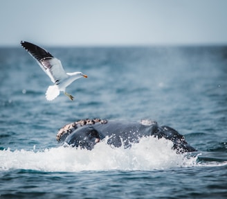 a bird flying over a humpback whale in the ocean