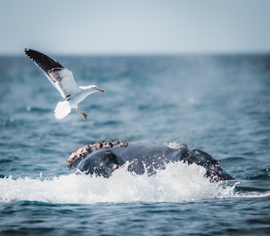a bird flying over a humpback whale in the ocean