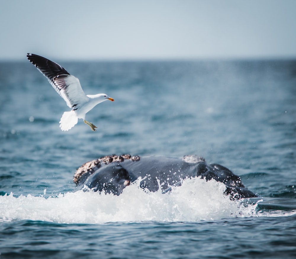Ein Vogel, der über einen Buckelwal im Ozean fliegt