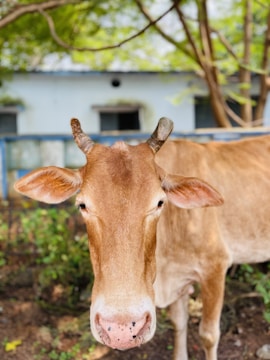 A brown cow with short horns stands in a natural setting. In the background, there is a blue and white building partially visible, surrounded by greenery and trees with lush leaves.