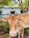 A brown cow with short horns stands in a natural setting. In the background, there is a blue and white building partially visible, surrounded by greenery and trees with lush leaves.