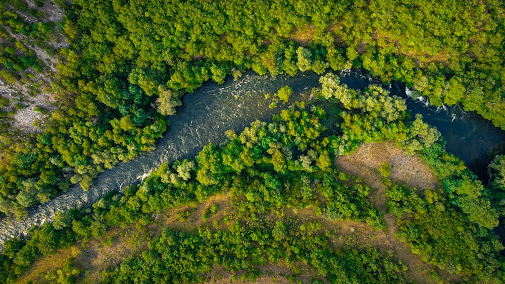 a river running through a lush green forest