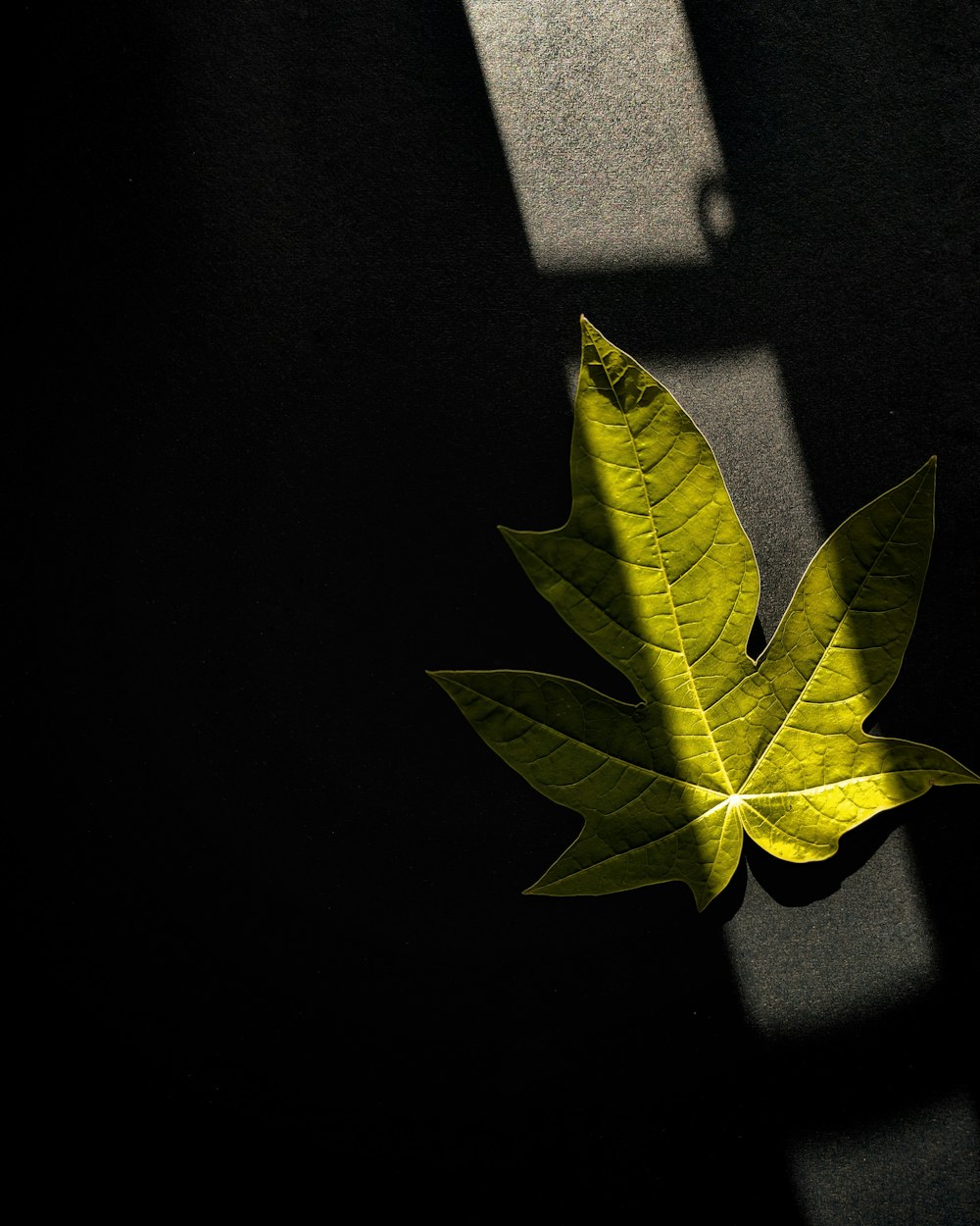 a green leaf casts a shadow on a black background