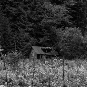 An old, weathered cabin deep in the woods, rumored to be haunted, surrounded by towering trees.
