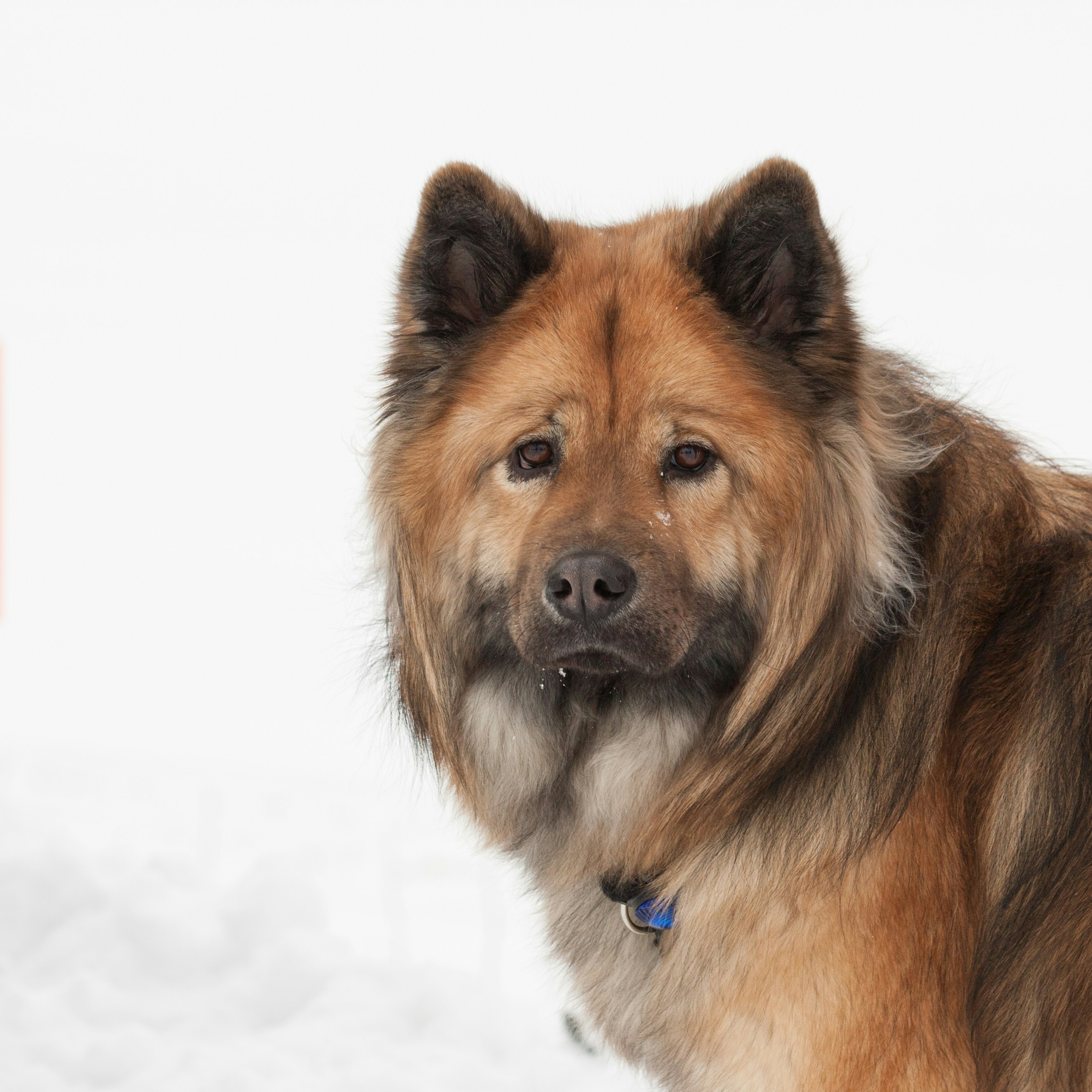 Belgian Shepherd