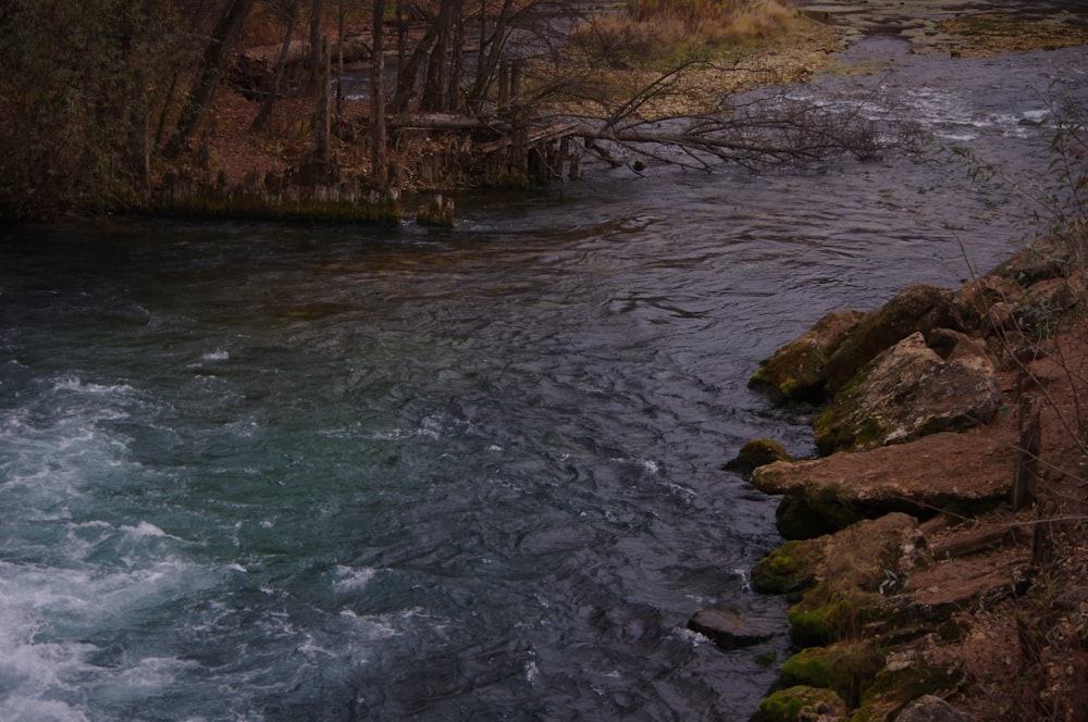 a river running through a lush green forest