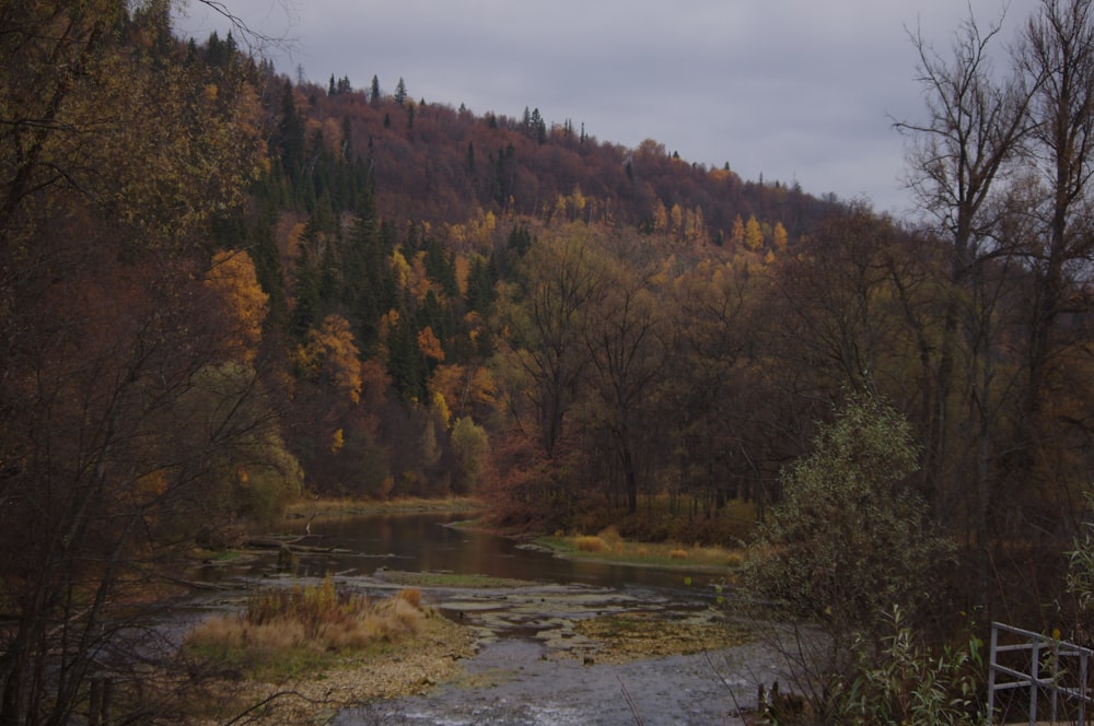 a river running through a forest filled with trees