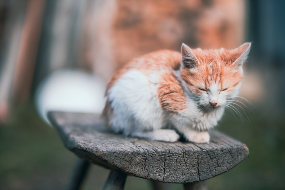 an orange and white kitten sleeping on a wooden bench