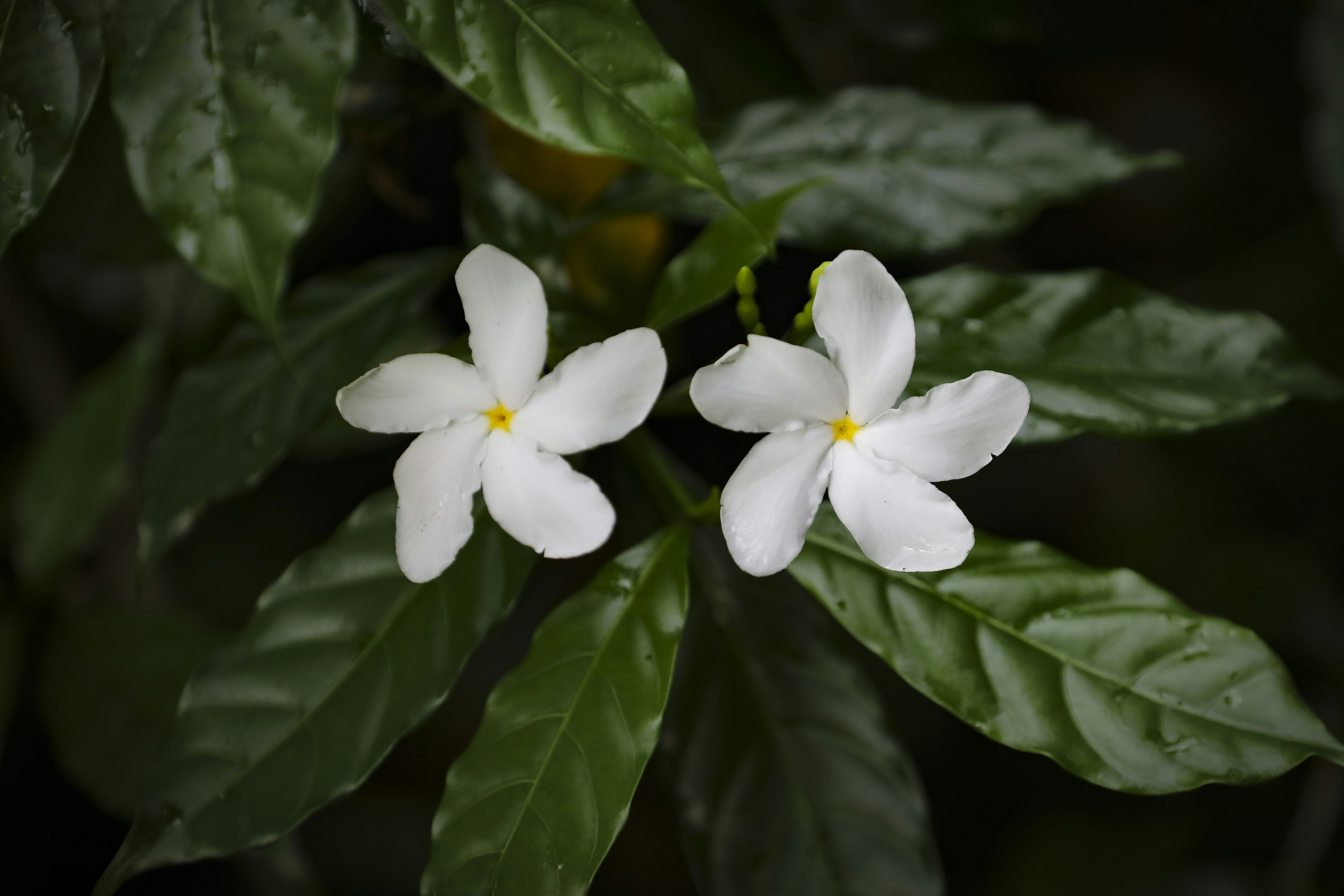 Photo by rocinante_11