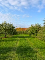 A lush green orchard featuring rows of fruit trees, with a path running through the middle. The trees are full of leaves and a distant background shows trees with vibrant autumn foliage in shades of orange and red. The bright blue sky is dotted with a few scattered clouds, creating a serene and peaceful atmosphere.