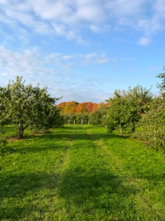 A lush green orchard featuring rows of fruit trees, with a path running through the middle. The trees are full of leaves and a distant background shows trees with vibrant autumn foliage in shades of orange and red. The bright blue sky is dotted with a few scattered clouds, creating a serene and peaceful atmosphere.