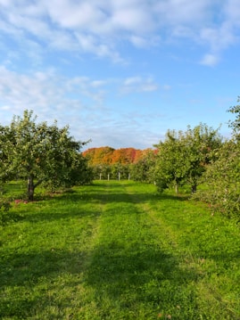 A lush green orchard featuring rows of fruit trees, with a path running through the middle. The trees are full of leaves and a distant background shows trees with vibrant autumn foliage in shades of orange and red. The bright blue sky is dotted with a few scattered clouds, creating a serene and peaceful atmosphere.