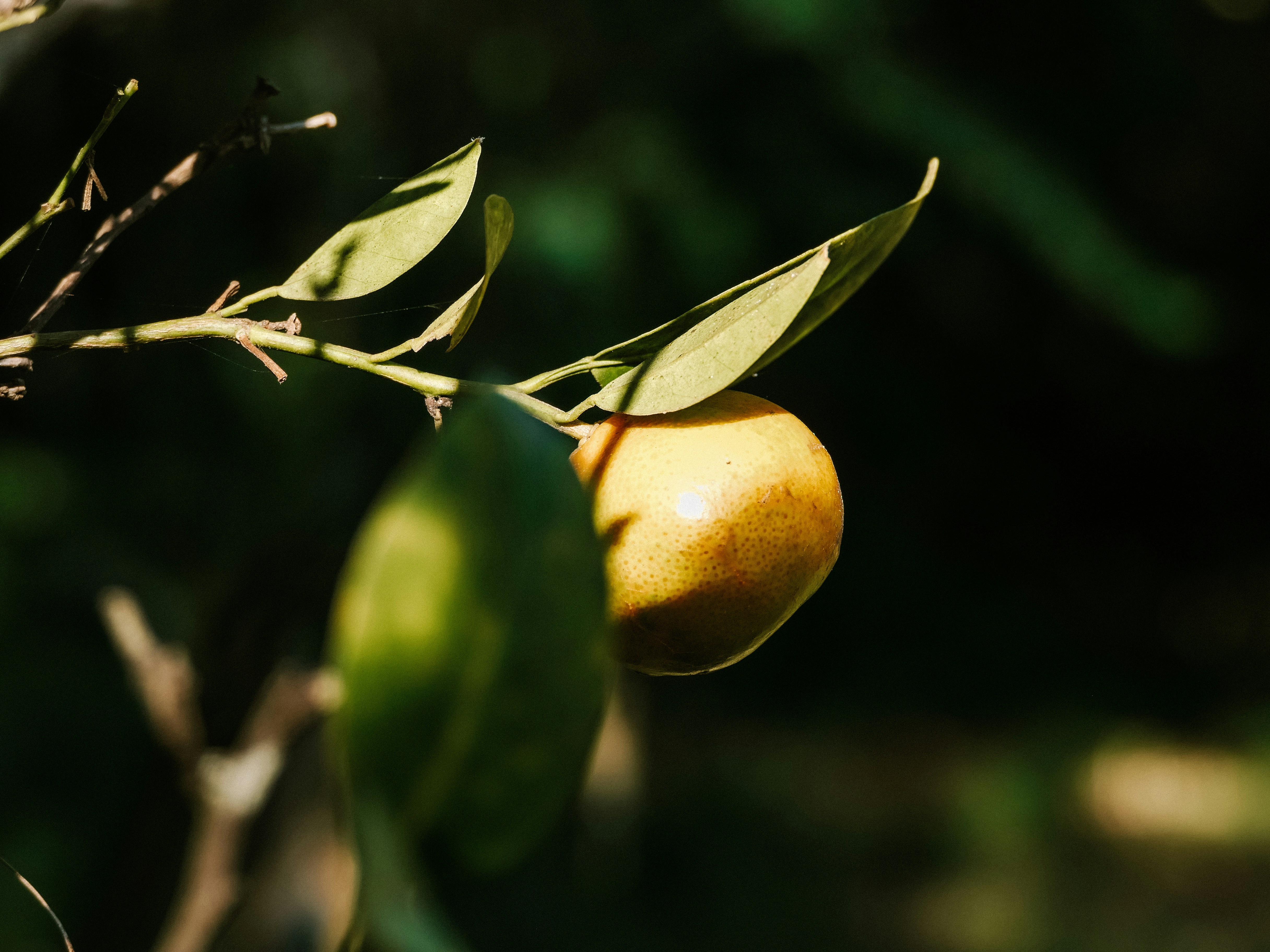 Photo by beauty_van_stam