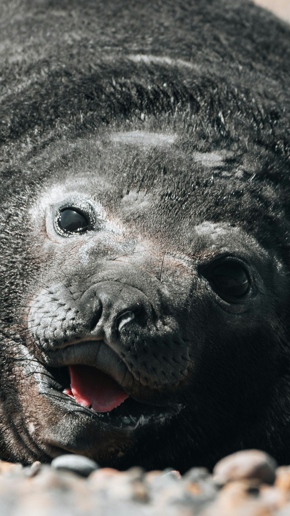 a close up of a baby seal laying on a rock