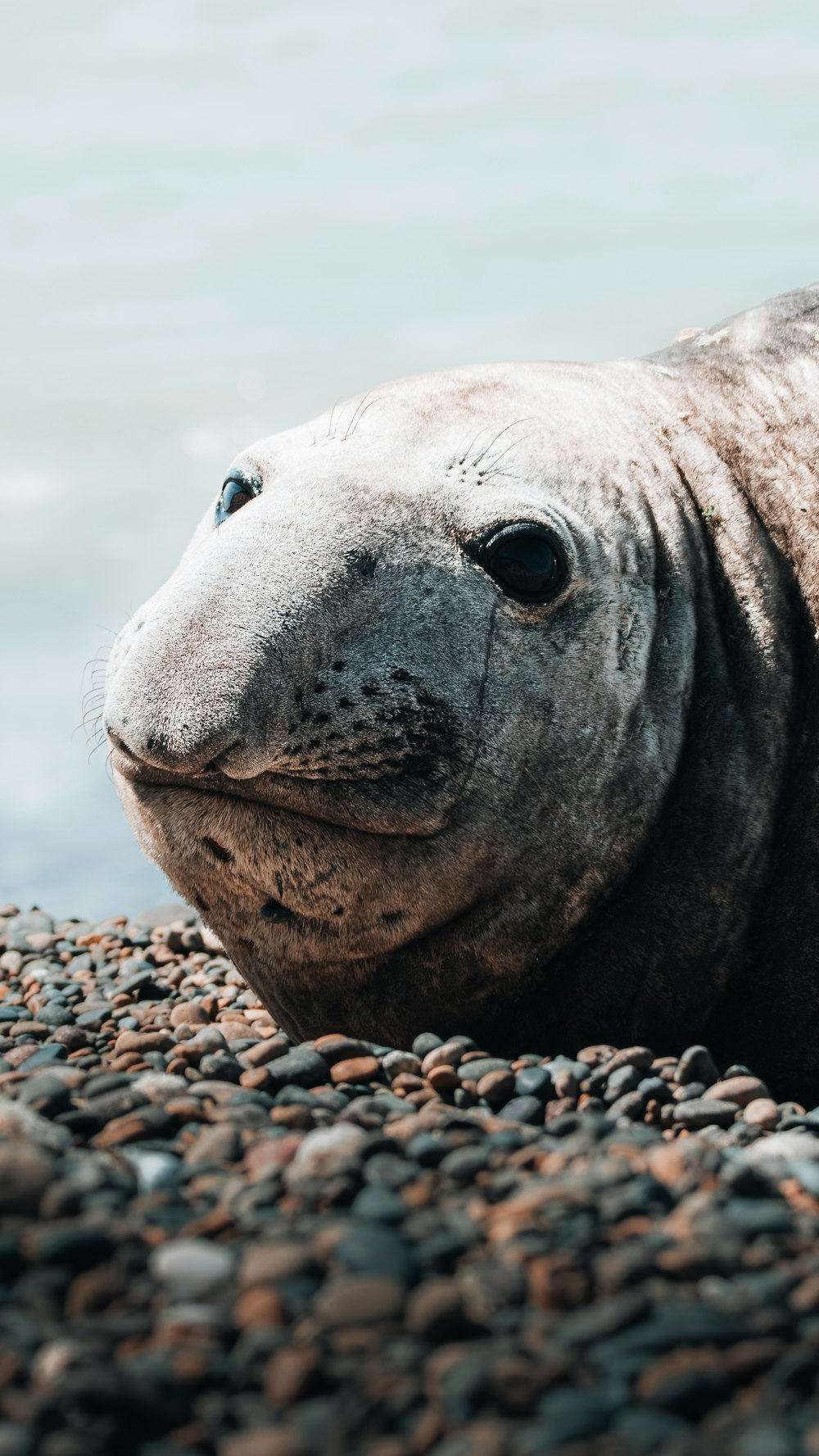 a gray seal laying on top of a rocky beach