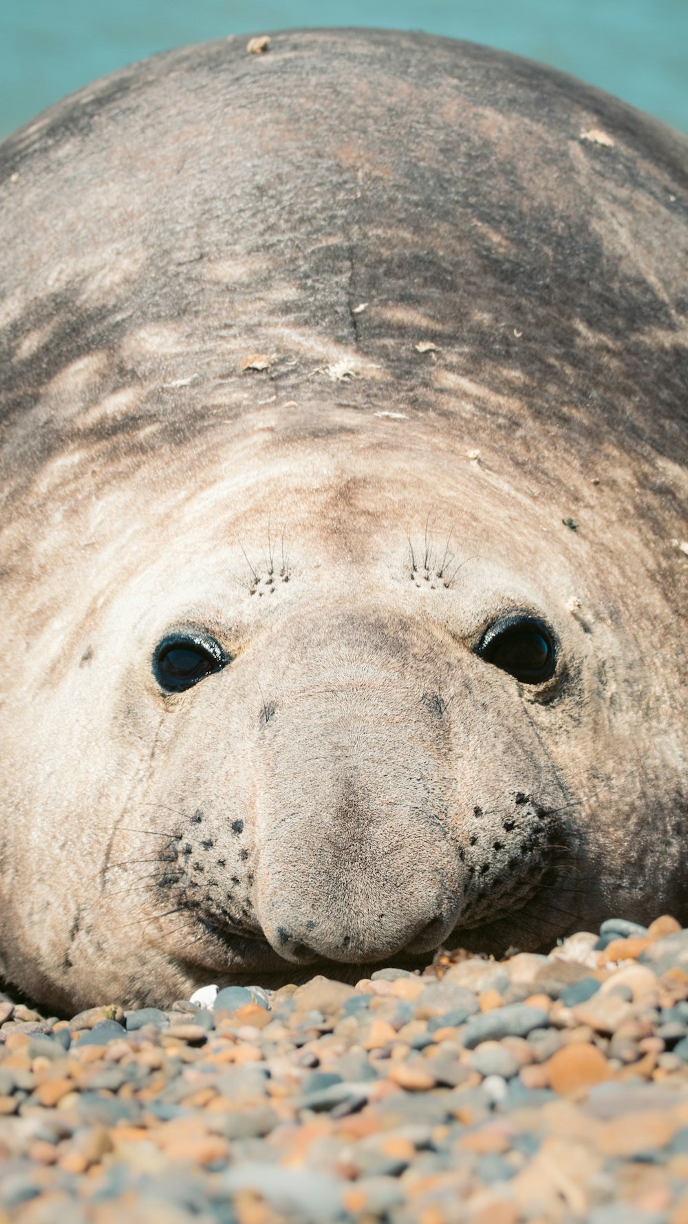 a close up of a seal laying on a beach