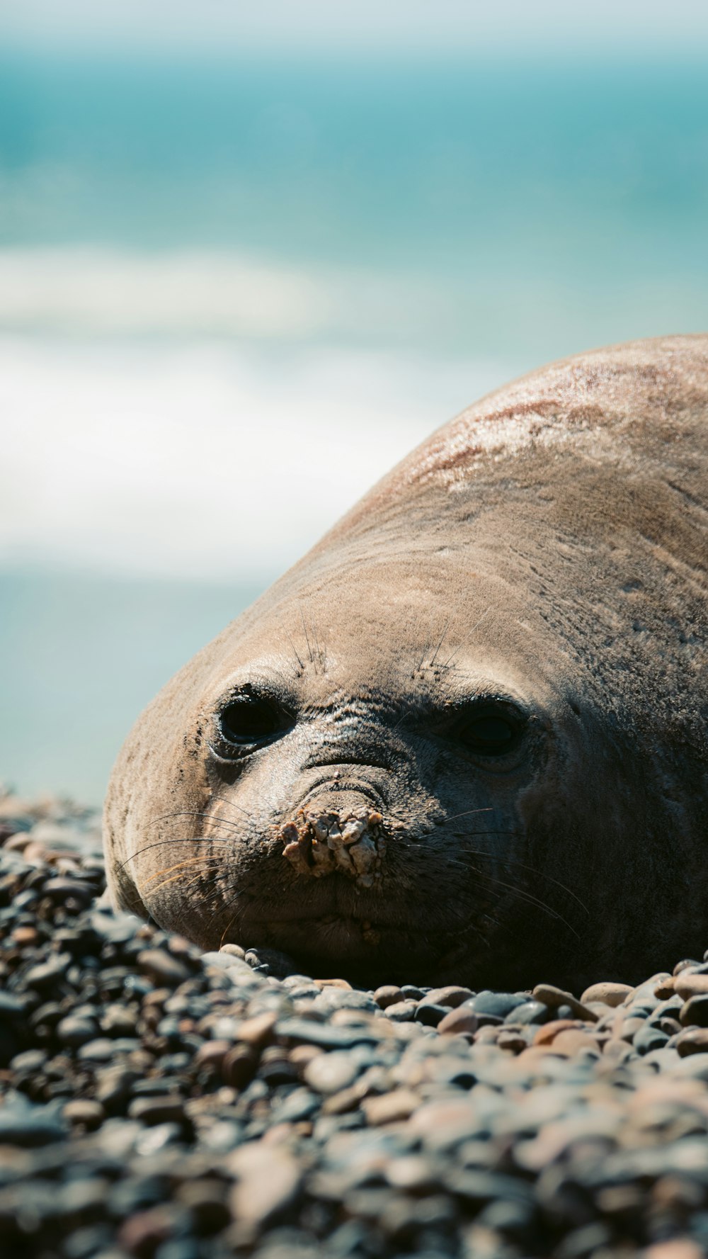 a seal laying on a rocky beach next to the ocean