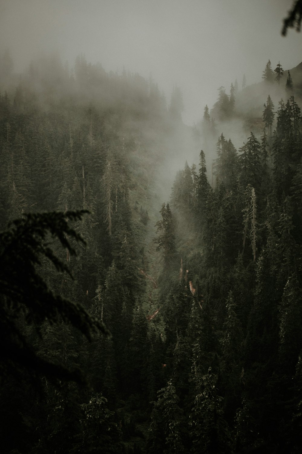 a forest filled with lots of trees covered in fog