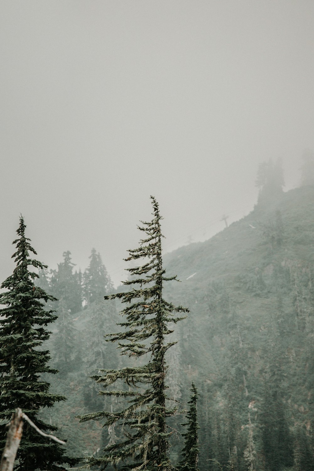 a foggy mountain with some trees in the foreground
