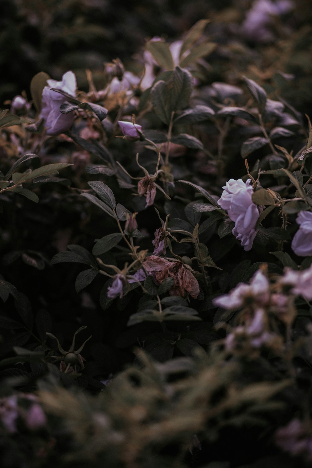 a bunch of flowers that are in the grass