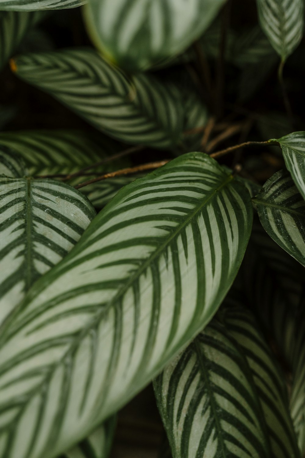 a close up of a plant with green leaves