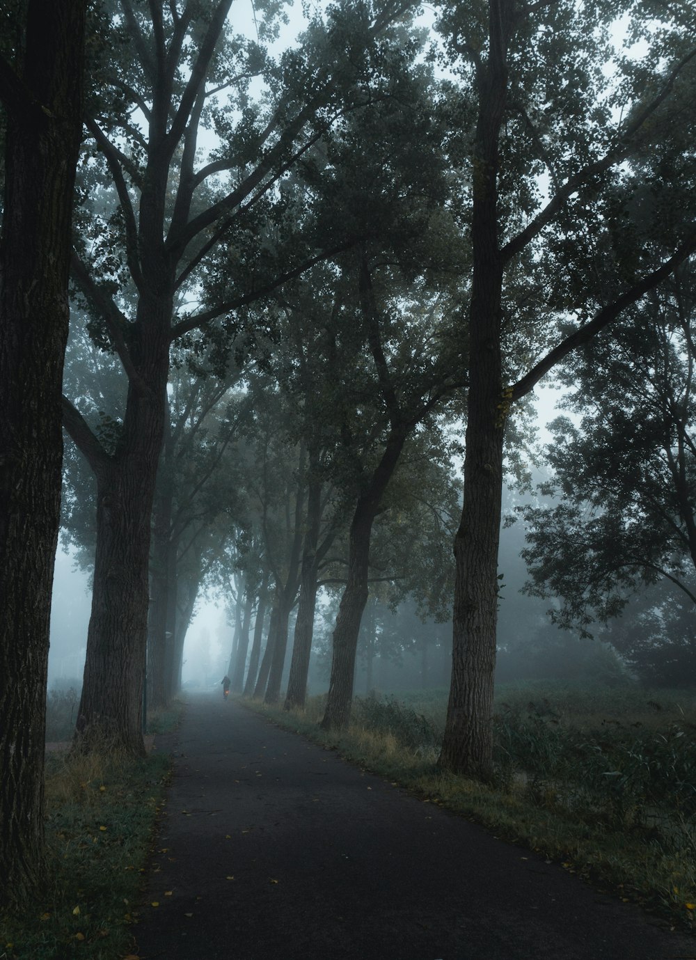 a tree in a forest