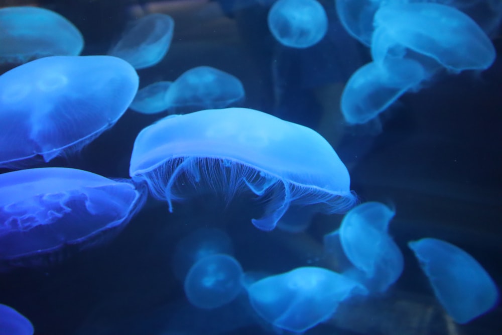 水槽で泳ぐクラゲのグループ