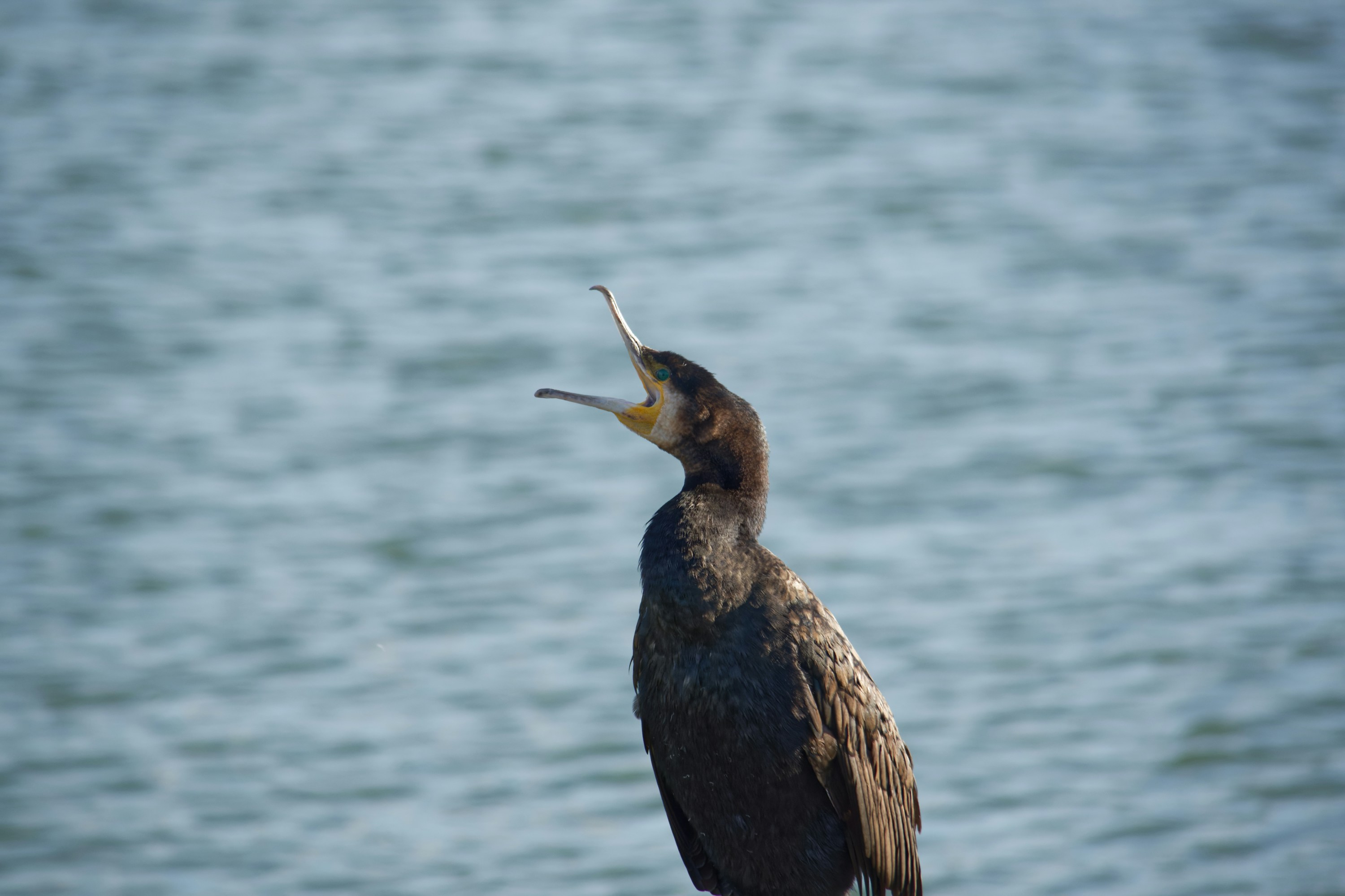 Photo by designbytholen