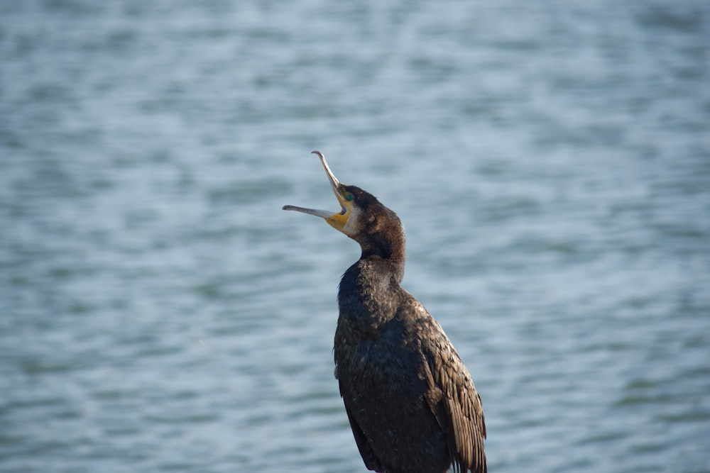 a bird with a fish in it's beak