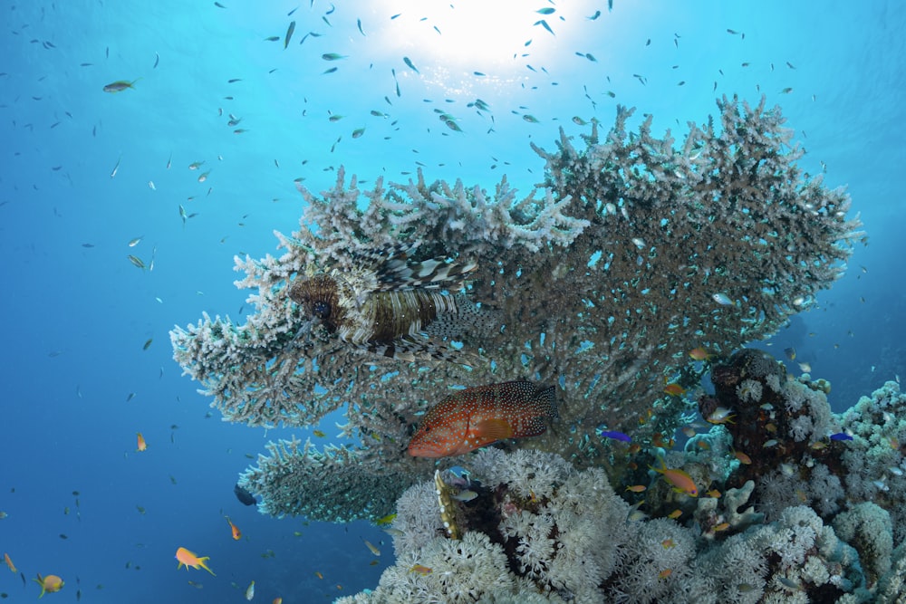 a large group of fish swimming over a coral reef