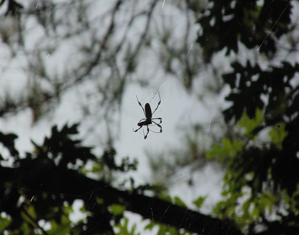 a spider sitting on its web in the middle of a forest