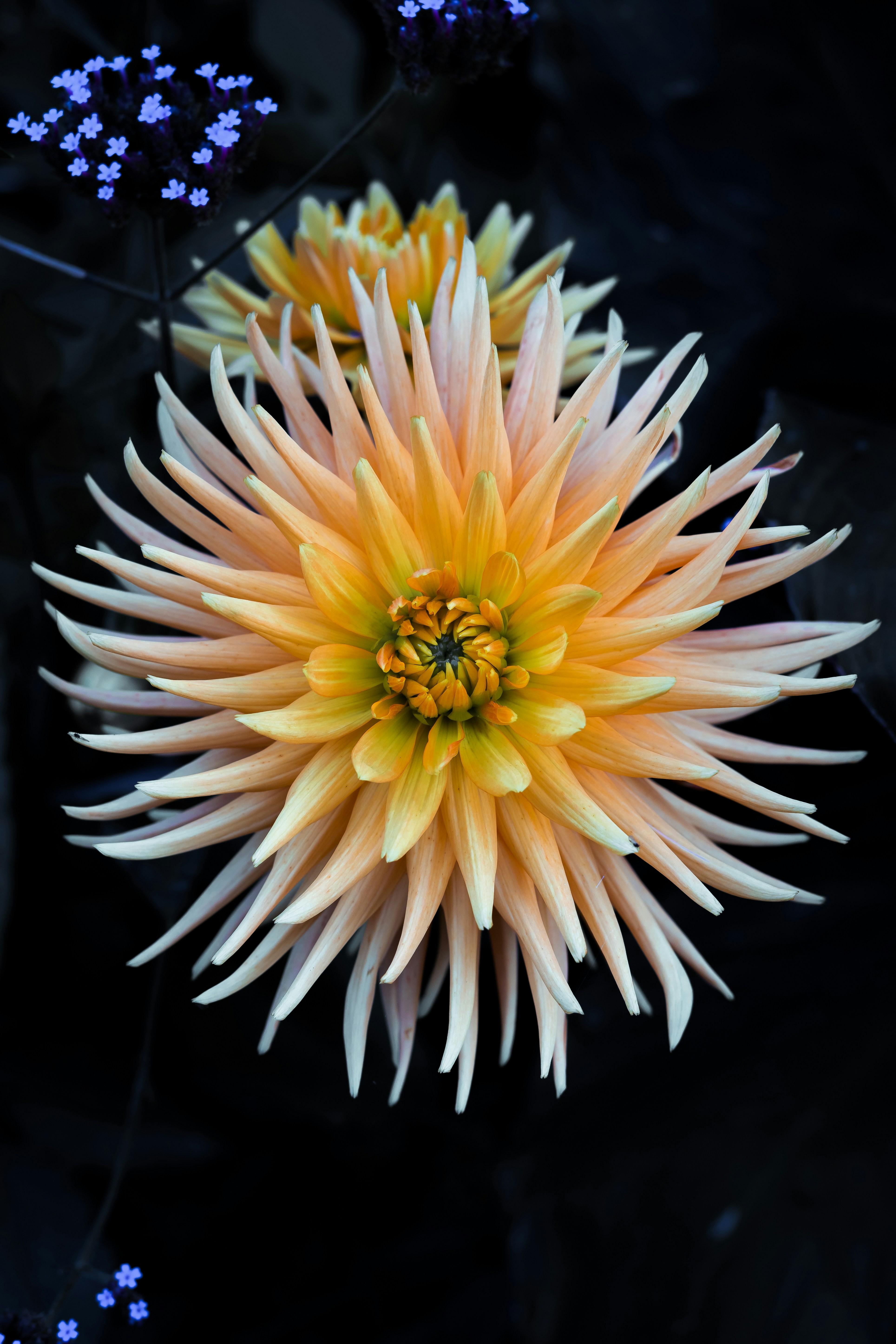 a yellow and white flower with blue flowers in the background