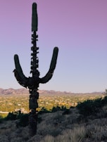 A tall saguaro cactus stands prominently against a backdrop of a sprawling desert landscape. The sky has a gradient from purple to blue, creating a serene ambiance. In the distance, a mountain range is visible, along with a spread of vegetation and some structures in the valley below.