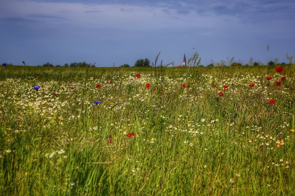 a field of wildflowers and daisies under a blue sky